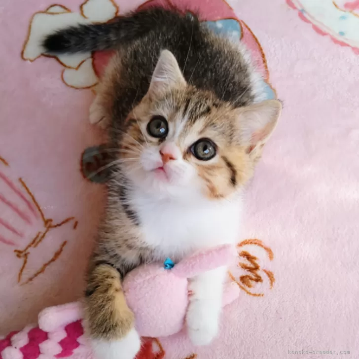 ID：2502-01961の子猫