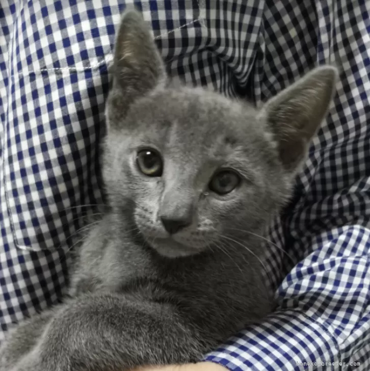 ID:2501-00284の子猫