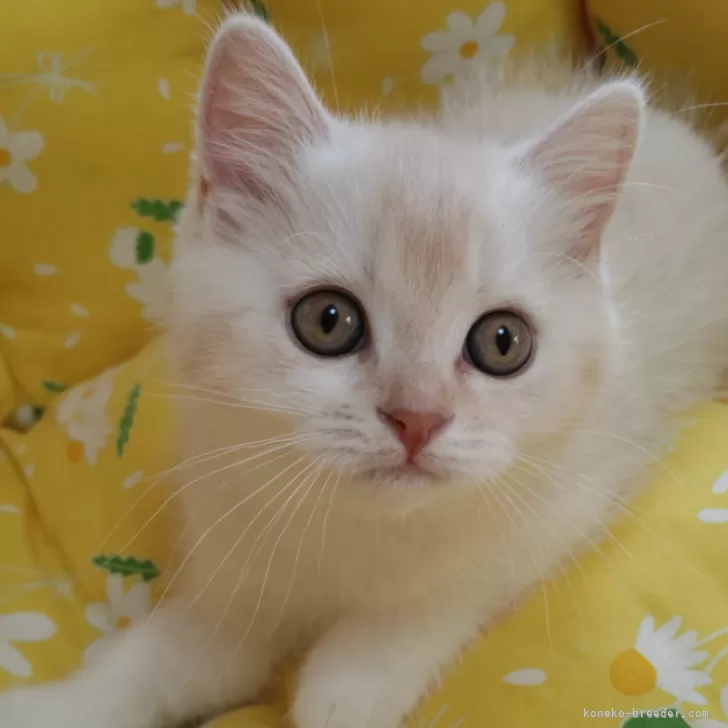 ID：2502-01982の子猫