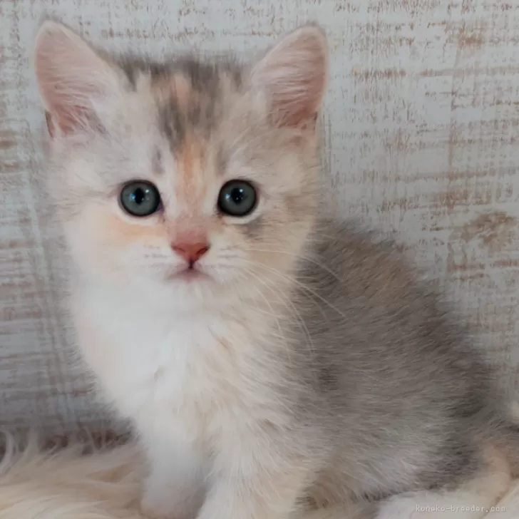 ID:2502-01970の子猫