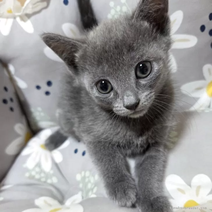 ID：2505-03219の子猫