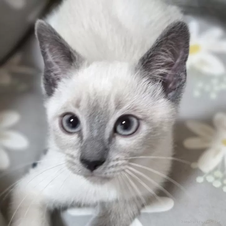 ID:2506-02789の子猫