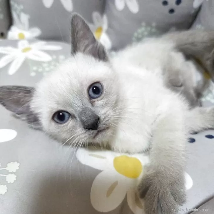 ID：2505-03220の子猫