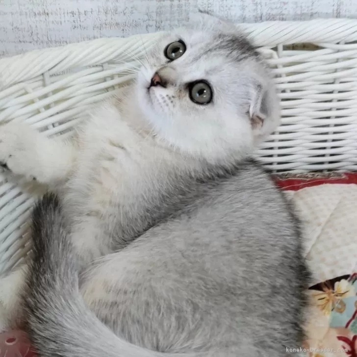 スコティッシュフォールド(折れ耳)【静岡県・女の子・2025年8月28日・シェーデットシルバー&amp;ホワイト】の写真1「美しいスコさんです✨」