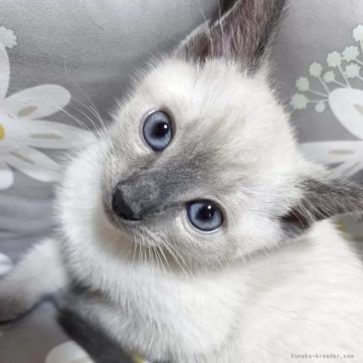 みっか 様のお迎えした子猫