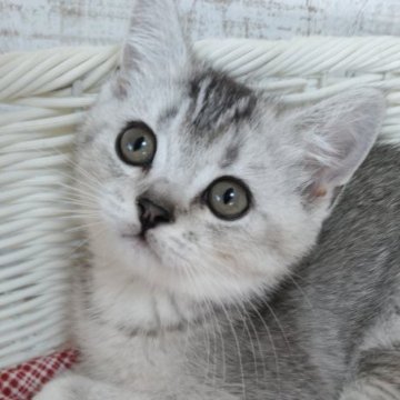 スコティッシュフォールド(折れ耳)【静岡県・男の子・2025年8月28日・シェーデットブラックタビー】の写真「甘えん坊な僕🍼ご見学ご当日にお迎えできます。」