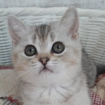 スコティッシュフォールド(立ち耳)【静岡県・女の子・2025年8月28日・トーティーシェル】の写真「淡いカラーの綺麗な子🕊️ご見学ご当日にお迎え可。」