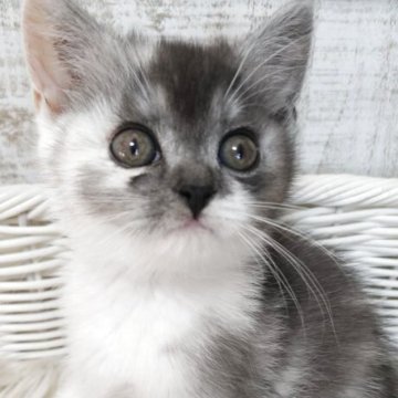 スコティッシュフォールド(立ち耳)【静岡県・女の子・2025年10月1日・トーティー（やわらか）】の写真「ワンコみたいなマーブルカラー🧸」