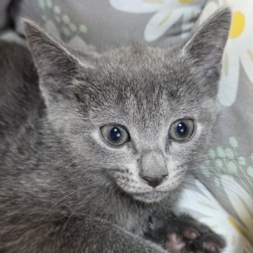 ロシアンブルー【静岡県・女の子・2025年6月22日・ブルー】の写真「🍅ご見学時にお迎え頂けます🍅」