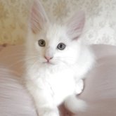ノルウェージャンフォレストキャット