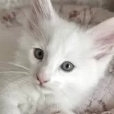 ノルウェージャンフォレストキャット