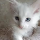 ノルウェージャンフォレストキャット