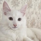 ノルウェージャンフォレストキャット