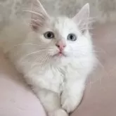 ノルウェージャンフォレストキャット