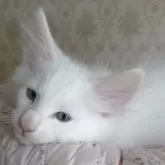 ノルウェージャンフォレストキャット