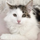 ノルウェージャンフォレストキャット