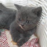 スコティッシュフォールド(立ち耳)