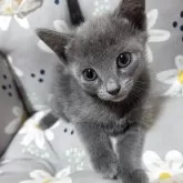 ロシアンブルー【静岡県・女の子・2025年4月9日・ブルー】の写真1「はじめまして。」