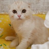 スコティッシュフォールド(折れ耳)
