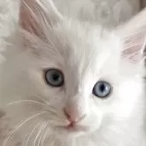 ノルウェージャンフォレストキャット
