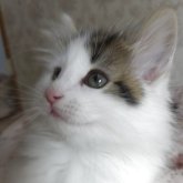 ノルウェージャンフォレストキャット
