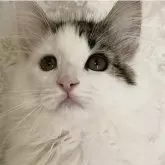 ノルウェージャンフォレストキャット