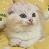 スコティッシュフォールド(折れ耳)