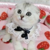 スコティッシュフォールド(折れ耳)