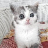 スコティッシュフォールド(立ち耳)