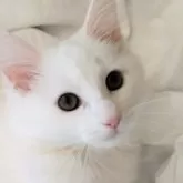 ノルウェージャンフォレストキャット