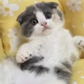 スコティッシュフォールド(折れ耳)【静岡県・女の子・2025年6月5日・ブルークリーム&ホワイト】の写真3「おおらかな性格です。」