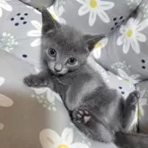 ロシアンブルー【静岡県・女の子・2025年4月9日・ブルー】の写真7「ロシアンブルーはいちばん撮影が大変‥。」