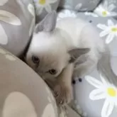 ロシアンブルー【静岡県・女の子・2025年4月9日・ブルーポイント】の写真8「もう少しだからね～。」