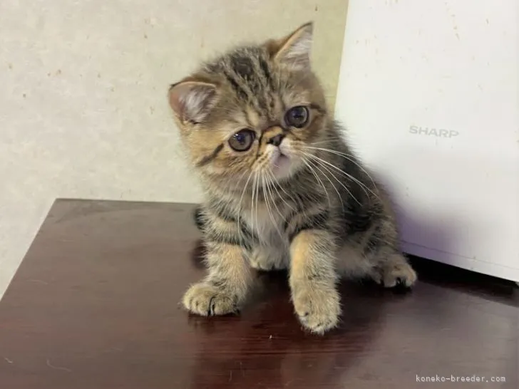 K.S 様のお迎えした子猫