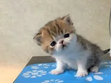 エキゾチックショートヘア【神奈川県・男の子・2022年3月23日・ブラウンタビ&ホワイト】の写真1「4/19」