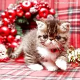 エキゾチックショートヘア