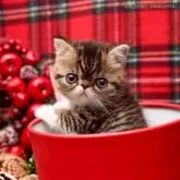 エキゾチックショートヘア