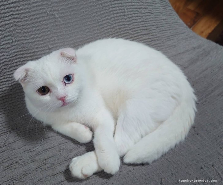 スコティッシュフォールド【・女の子・2022年5月2日・ホワイト】
