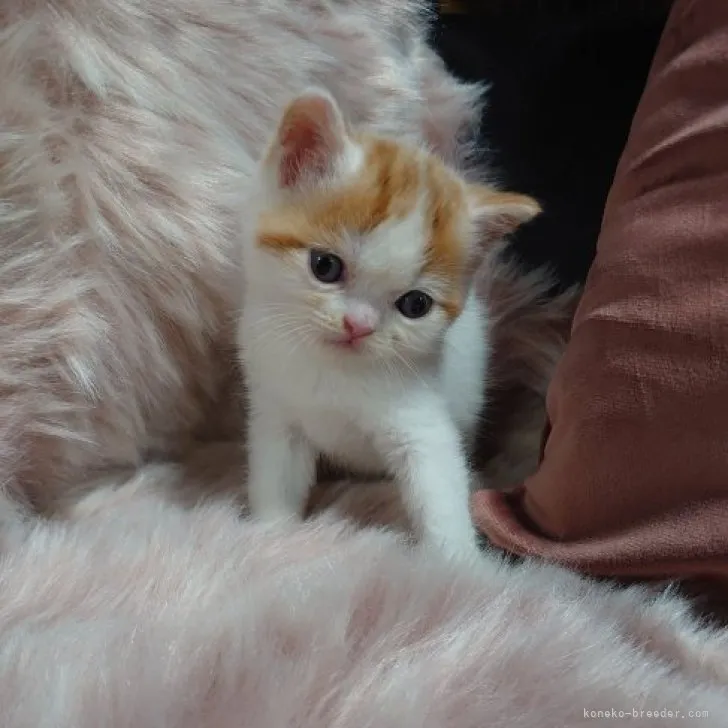 ID：2304-03631の子猫