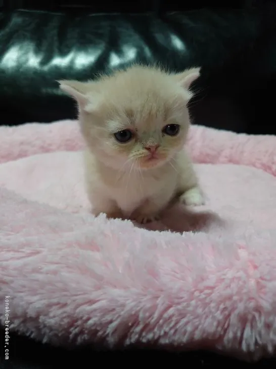 ID：2205-00108の子猫