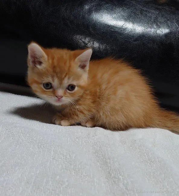 ID：2110-01181の子猫