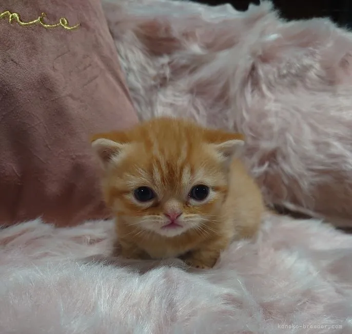 ID：2211-02129の子猫