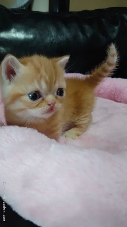 ID：2106-01039の子猫