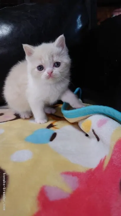 ID：2202-00075の子猫