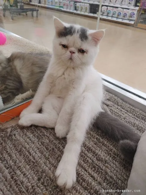 ID:2205-03162の子猫