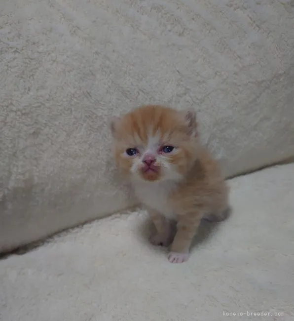 ID：2205-00390の子猫