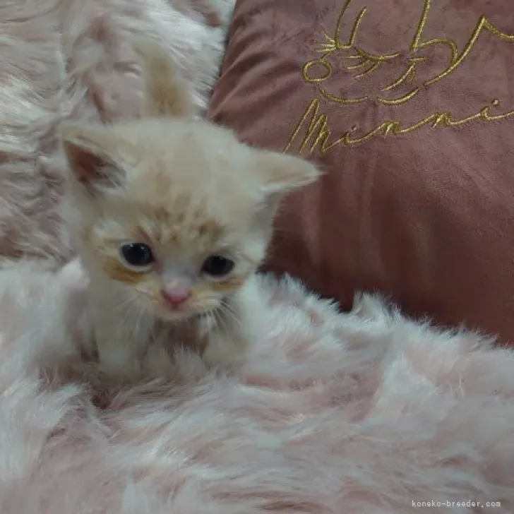 ID：2304-03589の子猫