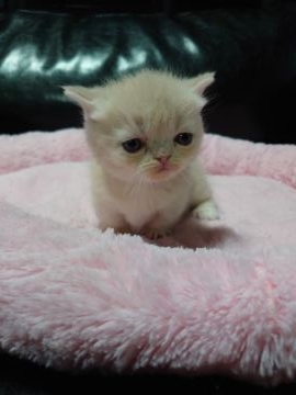 マンチカン(短足)【兵庫県・女の子・2022年4月10日・クリーム（ショート）】の写真「超短足で優しいカラーのかわいい子です♪」