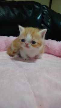 マンチカン(短足)【兵庫県・女の子・2021年4月24日・レッドタビー&ホワイト（ショートヘア）】の写真「タレ目丸顔の短足女のコです♪」