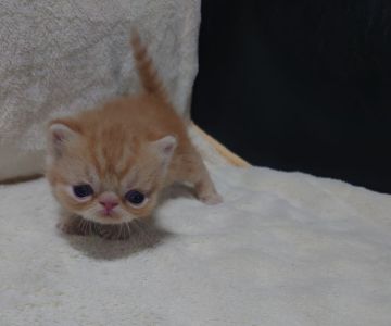 マンチカン(短足)【兵庫県・男の子・2022年4月10日・レッドタビー（ショート）】の写真「丸顔で短足」